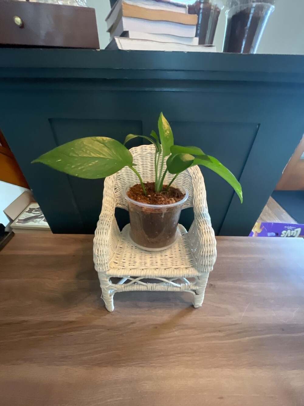 White Wicker Miniature Chair Plant Stand, Doll Display